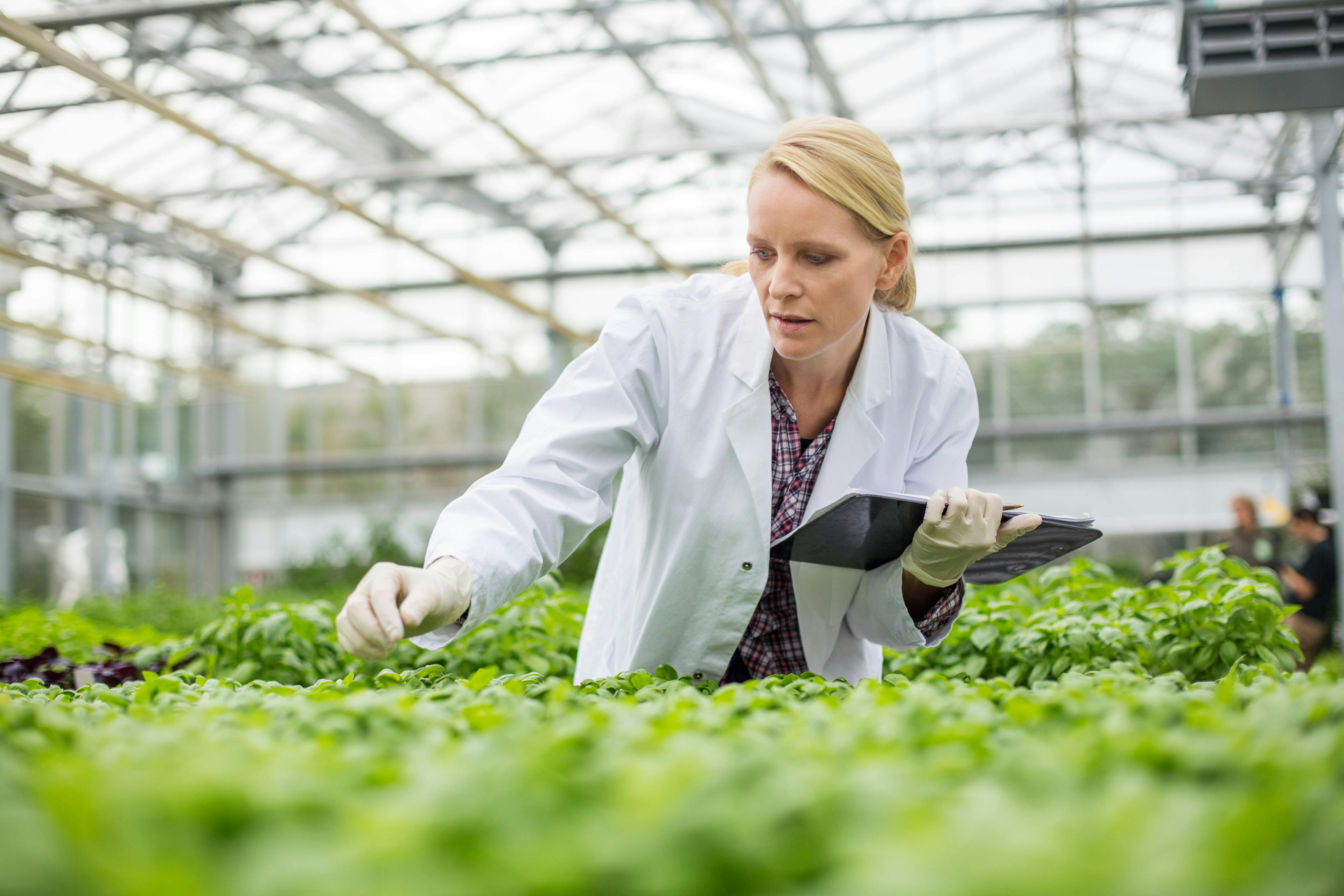 Female scientist inspecting plants growing in greenhouse